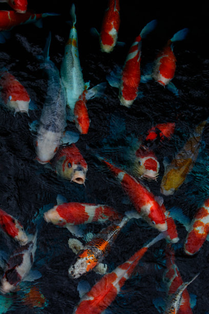 鲤鱼塘图片下载