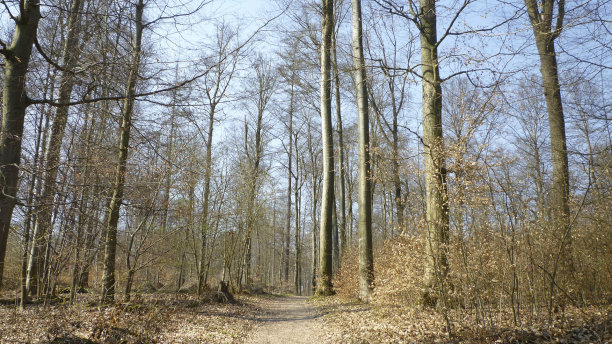 欧洲的森林图片下载