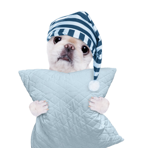 戴着帽子和枕头的瞌睡狗。图片下载