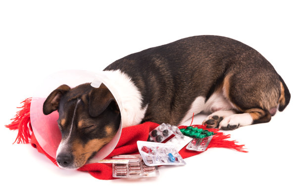 白色背景上带着药的病狗图片下载