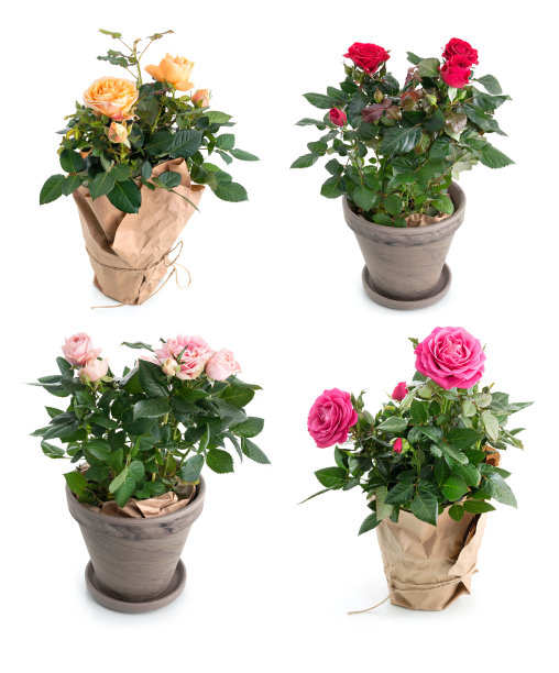 玫瑰在锅图片下载