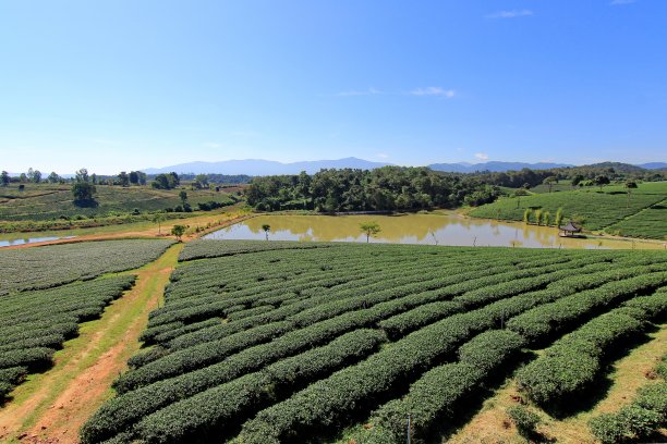 茶园里的小路图片下载