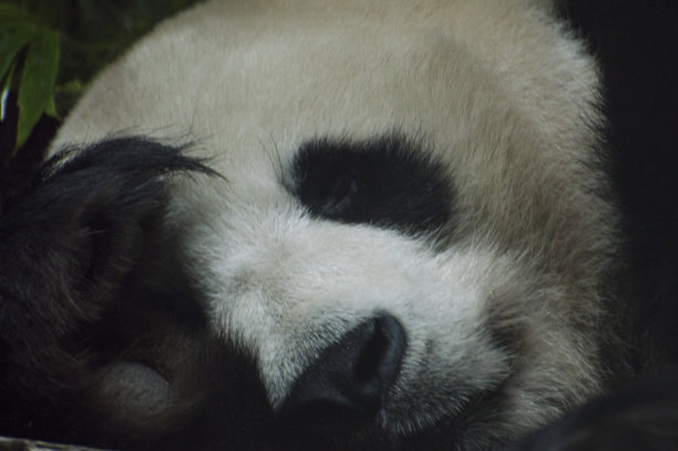 可爱的大熊猫素材图片