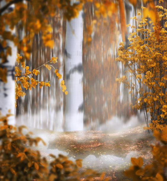 美丽的秋天神秘的背景照片蒙太奇与一个白桦林，草地在阴霾的中间和前景的树叶图片下载