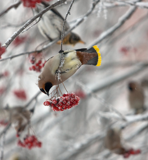 维生素图片下载
