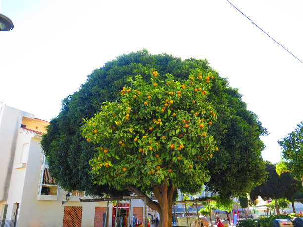 桔子树在月桂树前面图片下载