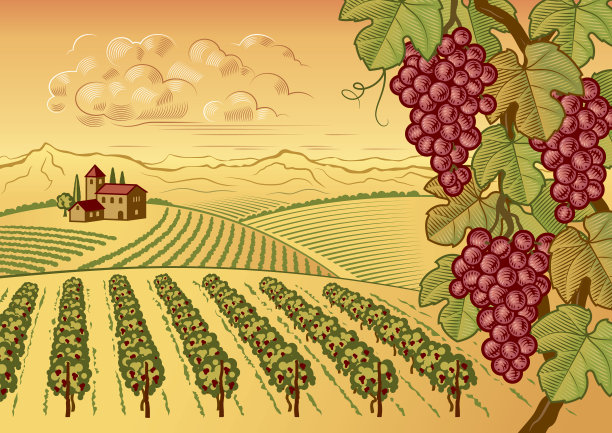 山谷葡萄园景观图片下载