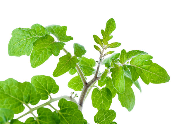 番茄幼苗枝近距离孤立在白色背景上图片下载