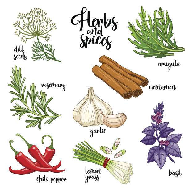 香料和香草向量集。颜色白色图片下载