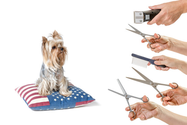 约克郡犬和美容设备隔离。图片下载