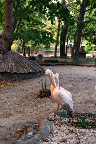 玫瑰色的鹈鹕图片下载