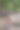玫瑰色的鹈鹕图片下载