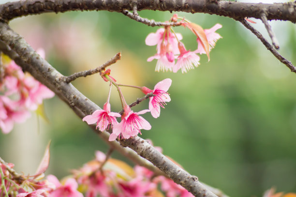 粉红色的樱花盛开图片下载