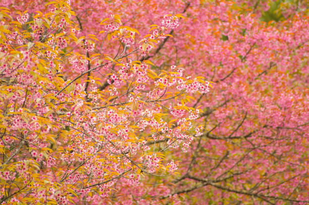 粉红色的樱花盛开图片下载