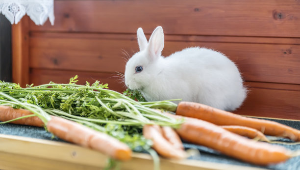 可爱的毛茸茸的白色小兔子图片下载