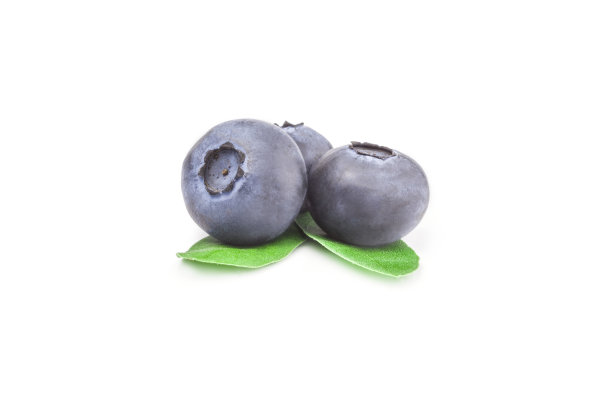 沼泽越桔孤立在白色的背景上图片下载