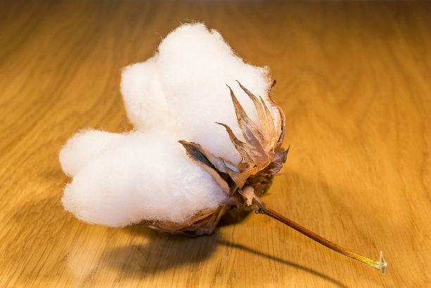 棉花图片下载