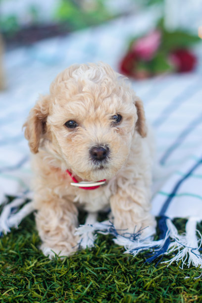 亲爱的小狗图片下载