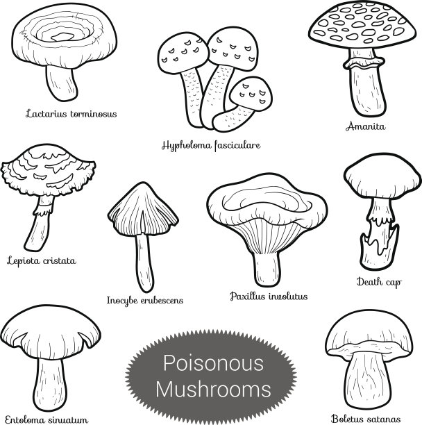 无色一套有毒的蘑菇图片下载
