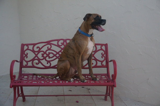一只拳师犬坐在红色的长凳上图片下载