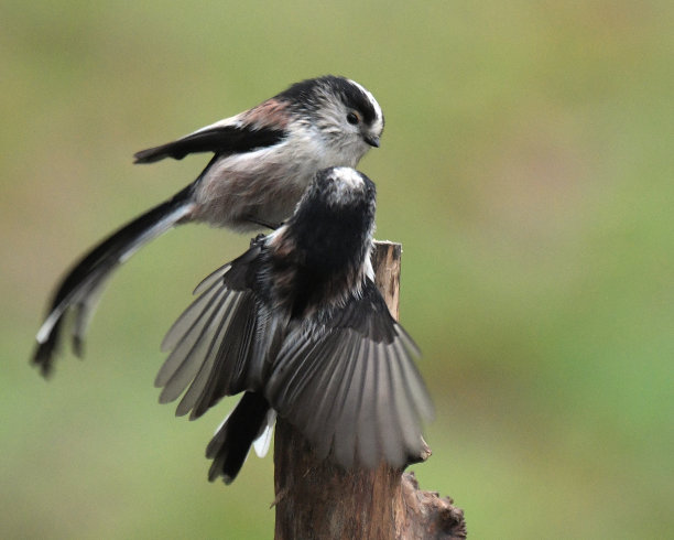 长期跟踪山雀图片下载