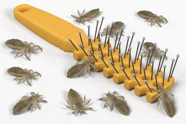 上的虱子梳图片下载