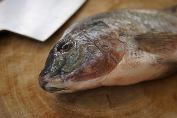 特写尼罗河罗非鱼剁碎的板图片下载