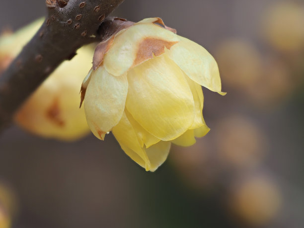 冬花系列，梅花花宏图片下载