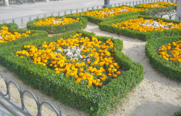 西班牙马德里的花坛，有黄色和白色的花和绿色的植物。图片下载