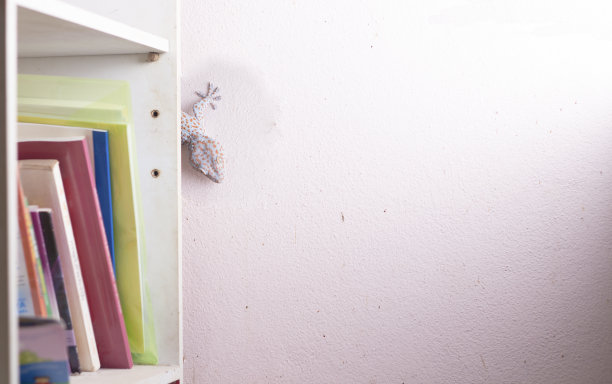 墙上的壁虎图片下载