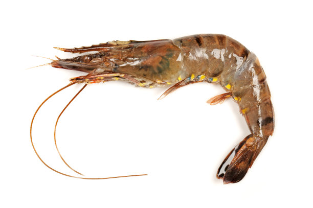 生虾图片下载