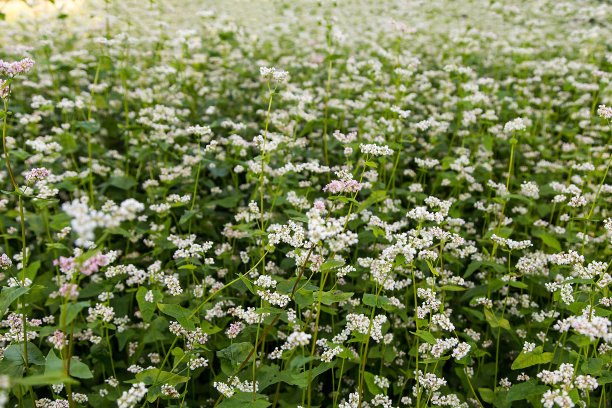 开花荞麦领域图片下载
