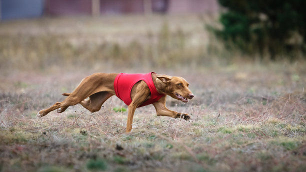 狗Cirneco dell'Etna在田里追逐诱饵图片下载
