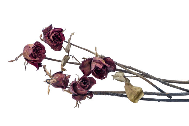 干玫瑰图片下载