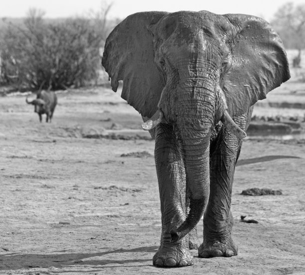 一个巨大的大象与水牛的背景肖像图片下载