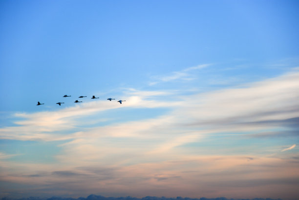 飞鸟轮廓图片下载