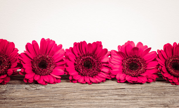 非洲菊雏菊花。图片下载