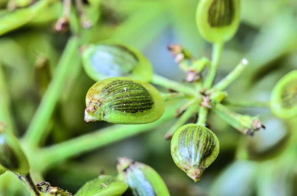 赫拉克勒姆 · 西亚米库姆 · 克雷布图片下载