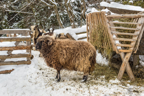 绵羊在饲养员附近公绵羊图片下载