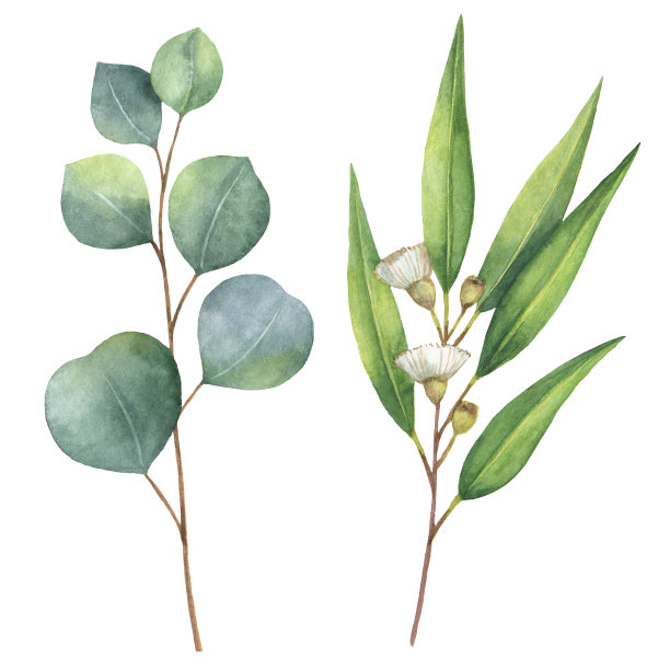 水彩插画素材ID：133693882