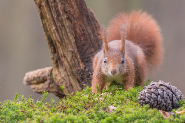 欧亚红松鼠素材图片