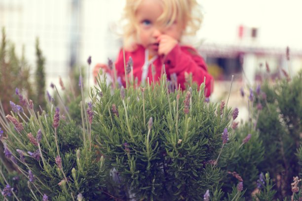 薰衣草花图片下载