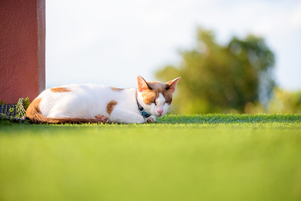 猫在睡觉它是如此可爱。图片下载