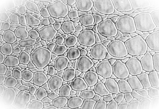 皮革的测试和背景图片下载