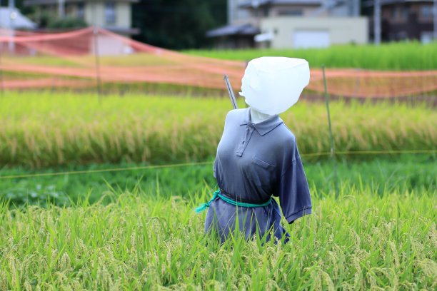 日本稻田里的稻草人图片下载