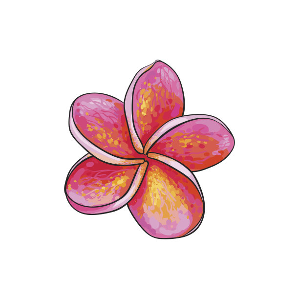 单瓣粉红色鸡蛋花，热带鸡蛋花，矢量图图片下载