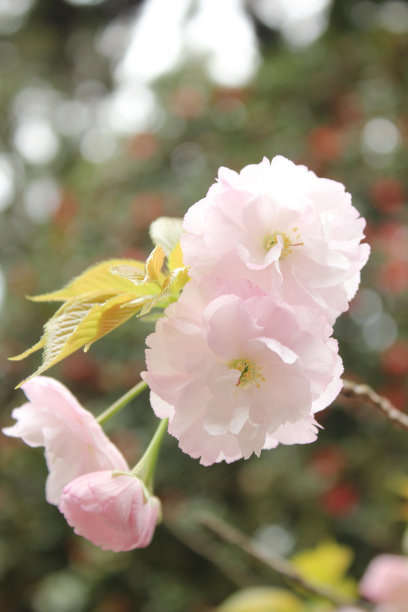 白色和浅粉色的樱花图片下载