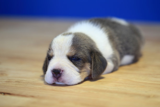 小猎犬，1个月大，睡在房间里图片下载