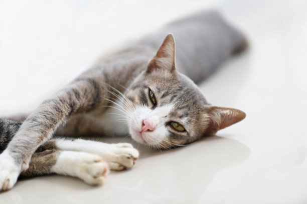 睡觉的猫看着镜头图片下载