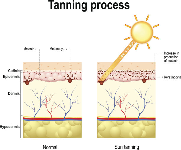 晒黑的过程。的皮肤。人体解剖学图片下载
